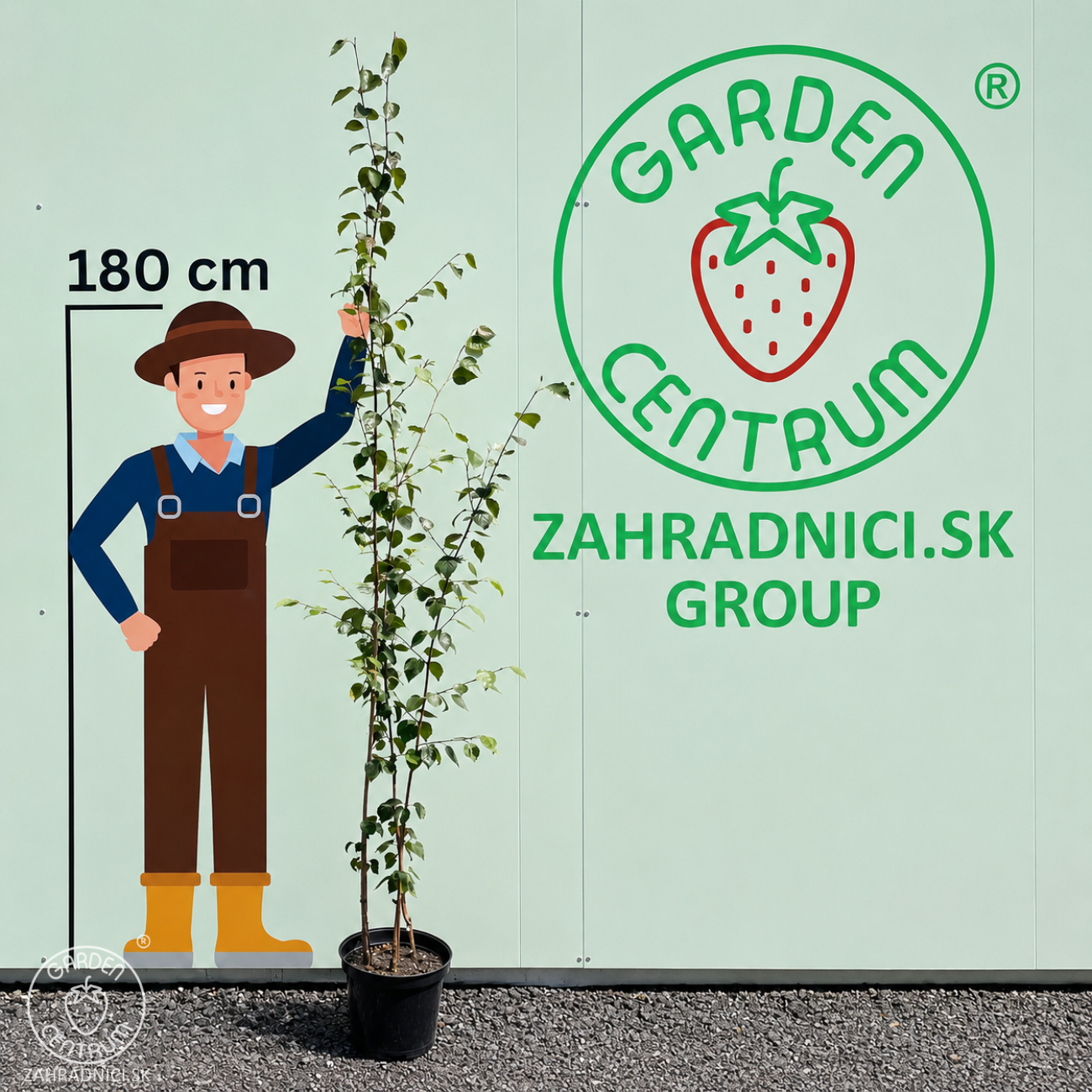 Obrázok Breza himalájska (Betula utilis) ‘DOORENBOS’ - výška 190-220 cm, kont. C10L - VIACKMENNÁ