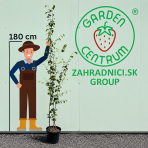 Breza himalájska (Betula utilis) ‘DOORENBOS’ - výška 190-220 cm, kont. C10L - VIACKMENNÁ