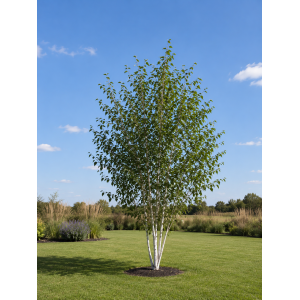 Breza himalájska (Betula utilis) ‘DOORENBOS’ - výška 190-220 cm, kont. C10L - VIACKMENNÁ