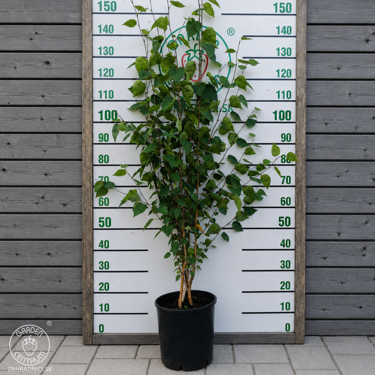 Obrázok Breza himalájska (Betula utilis) ´JACQUEMONTII´ - výška 110-140 cm, kont. C10L - VIACKMENNÁ