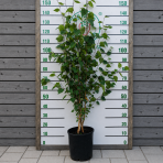 Breza himalájska (Betula utilis) ´JACQUEMONTII´ - výška 110-140 cm, kont. C10L - VIACKMENNÁ