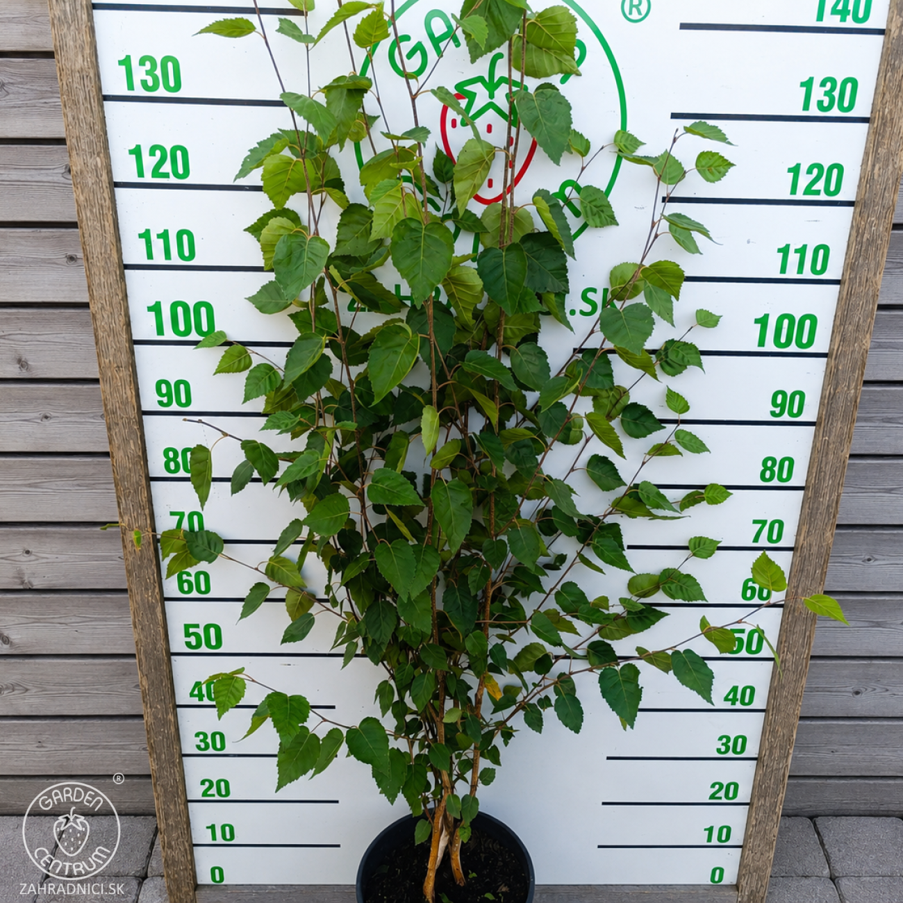 Obrázok Breza himalájska (Betula utilis) ´JACQUEMONTII´ - výška 110-140 cm, kont. C10L - VIACKMENNÁ