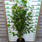 Breza himalájska (Betula utilis) ´JACQUEMONTII´ - výška 110-140 cm, kont. C10L - VIACKMENNÁ