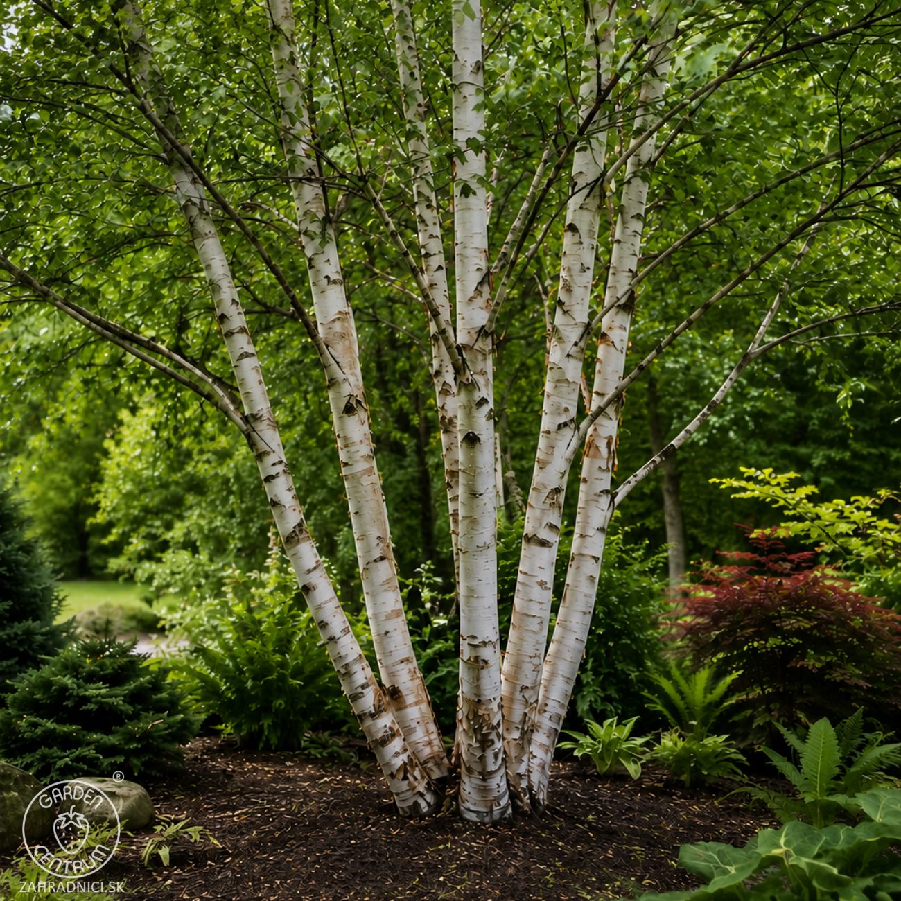 Obrázok Breza himalájska (Betula utilis) ´JACQUEMONTII´ - výška 110-140 cm, kont. C10L - VIACKMENNÁ