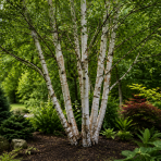 Breza himalájska (Betula utilis) ´JACQUEMONTII´ - výška 110-140 cm, kont. C10L - VIACKMENNÁ