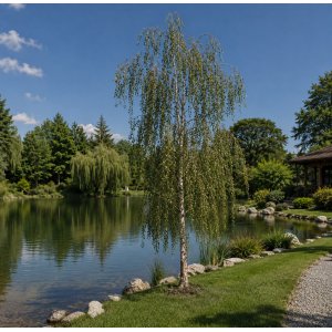 Breza previsnutá (Betula Alba pendula) ´YOUNGII´ - výška 200-250 cm, kont. C12L