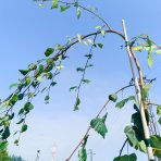 Breza previsnutá (Betula Alba pendula) ´YOUNGII´ - výška 200-250 cm, kont. C12L