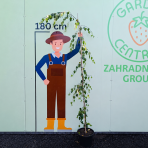 Breza previsnutá (Betula Alba pendula) ´YOUNGII´ - výška 200-250 cm, kont. C12L