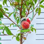 Broskyňa obyčajná (Prunus persica) ´ROYAL GLORY´ výška: 150-180 cm, obvod kmeňa 4/6 cm, kont. C9L