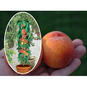 Stĺpovitá broskyňa (Prunus persica) ´AIDA´ - stredne skorá - výška 120-140 cm, kont. C3L