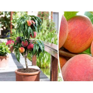 Mini broskyňa nízkokmenná (prunus persica) ´DIAMOND´® - výška 70-90 cm, kont. C10L 