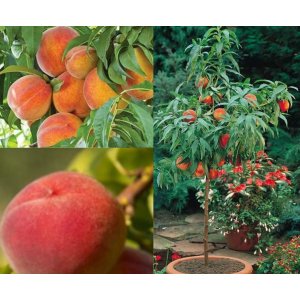 Mini broskyňa nízkokmenná ´DUO´ 2v1 (Prunus persica) (HONEY GOLD+HONEY RED), výška: 50-60 cm, voľnokorenná