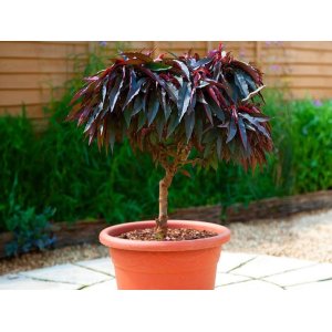 Mini broskyňa nízkokmenná (Prunus persica) ´CRIMSON BONFIRE´® , výška 60-80 cm, kont. C10L 