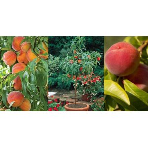 Mini broskyňa nízkokmenná (Prunus persica Nanum) ´BONANZA´ - výška 60-80 cm, kont. C10L, obvod kmeňa 4/6 cm