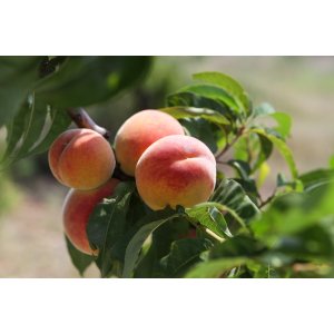 Broskyňa obyčajná (Prunus persica) ´ROYAL GLORY´ výška: 150-180 cm, obvod kmeňa 4/6 cm, kont. C9L