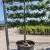 Slivka domáca (Prunus Domestica) ´PRESIDENT´- výška 240 cm, obvod kmeňa 24/26 cm, kont. C230L - TVAROVANÁ STENA