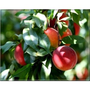 Broskyňa obyčajná (Prunus persica) ´HARROW DIAMOND´ skorá, výška 170-200 cm - voľnokorenná