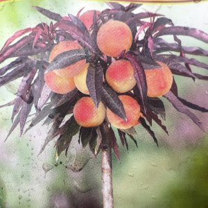 Mini broskyňa (Prunus persica) 'Honey Red' stredne skorá,  60-80 cm – voľnokorenná