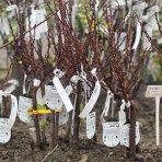 Mini broskyňa (Prunus persica) 'Honey Red' stredne skorá,  60-80 cm – voľnokorenná