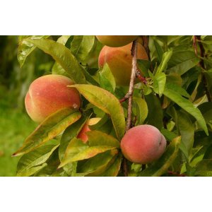 Broskyňa obyčajná (Prunus persica) ´RAKONIEWICKA´ neskorá, výška 170-200 cm - voľnokorenná  