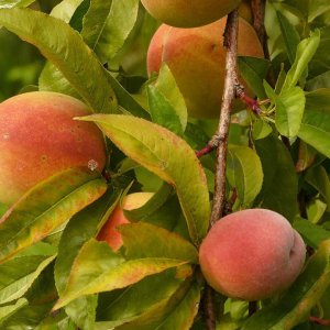 Broskyňa obyčajná (Prunus persica) ´RAKONIEWICKA´ neskorá, výška: 170-210 cm - voľnokorenná  