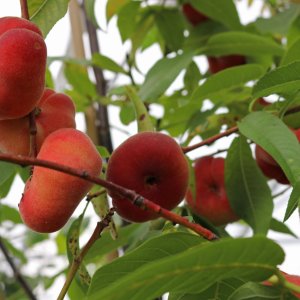 Broskyňa ploská (Prunus Persica) ´Saturn´ skorá, výška: 170-200 cm - voľnokorenná