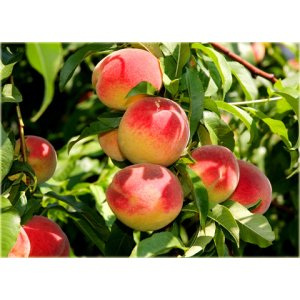 Broskyňa obyčajná (Prunus persica) ´INKA´ - stredne skorá, výška 170-200 cm - voľnokorenná