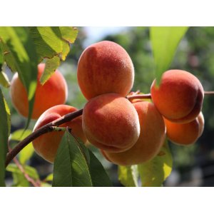 Broskyňa obyčajná (Prunus persica) ´REDHAVEN´ - výška: 250-300 cm, obvod kmeňa: 25/30 cm, kont. C130L 