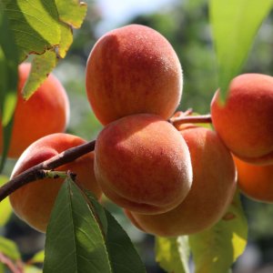 Broskyňa obyčajná (Prunus persica) ´REDHAVEN´ - výška: 250-300 cm, obvod kmeňa: 25/30 cm, kont. C130L 