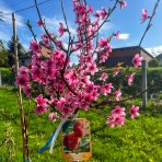 Broskyňa ploská (Prunus persica) ´PIATTA BIANCO´ - výška 160-180 cm, obvod kmeňa 4/6 cm, kont. C10L, skorá