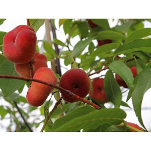 Broskyňa ploská (Prunus persica) ´PIATTA BIANCO´ - výška 160-180 cm, obvod kmeňa 4/6 cm, kont. C10L, skorá