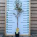 Nízkokmenná broskyňa stĺpovitá (Prunus persica) ´AIDA´ - stredne skorá - 120-140 cm, kont. C3L
