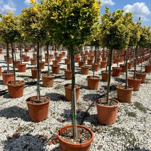 Bršlen japonský (Euonymus Japonicus) ´AUREOMARGINATA´ - výška 140-160cm, kont. C18L - NA KMIENKU 