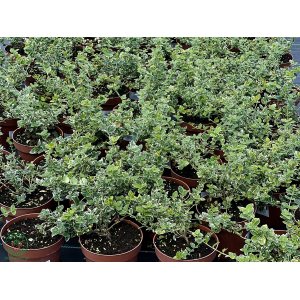 Bršlen Fortuneov (Euonymus Fortunei) ´EMERALD GAIETY´ - výška 15-25 cm, Ø 15-25 cm, kont. C2L
