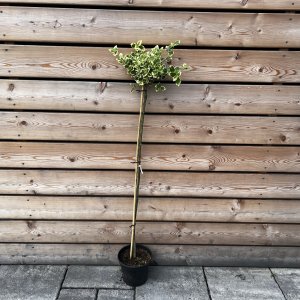 Bršlen Fortuneov (Euonymus Fortunei) ´EMERALD GAIETY´ - výška 80-130 cm, kont. C5L – NA KMIENKU