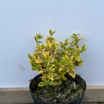 Bršlen Fortuneov (Euonymus Fortunei) ´EMERALD ´N GOLD´ - priemer: 15-20 cm, kont. C2L