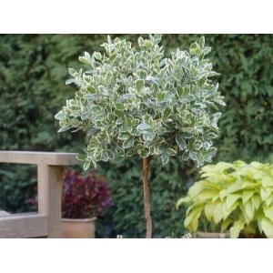 Bršlen Fortuneov (Euonymus Fortunei) ´EMERALD GAIETY´ - výška 100-120 cm, kont. C3L – NA KMIENKU