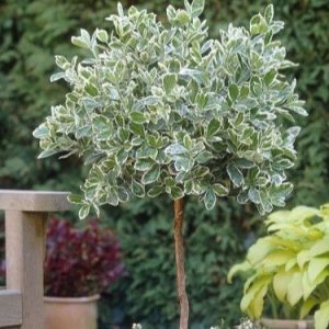 Bršlen Fortuneov (Euonymus Fortunei) ´EMERALD GAIETY´ - výška 90-130 cm, kont. C3L – NA KMIENKU