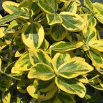 Bršlen Fortuneov (Euonymus Fortunei) ´'EMERALD'N GOLD´ - výška 100-130 cm, kont. C3L - NA KMIENKU