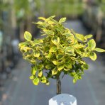 Bršlen Fortuneov (Euonymus Fortunei) ´'EMERALD'N GOLD´ - výška 100-130 cm, kont. C3L - NA KMIENKU