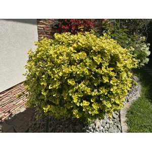 Bršlen Fortuneov (Euonymus Fortunei) ´EMERALD´N GOLD´ - výška 10-15 cm, kont. C2L
