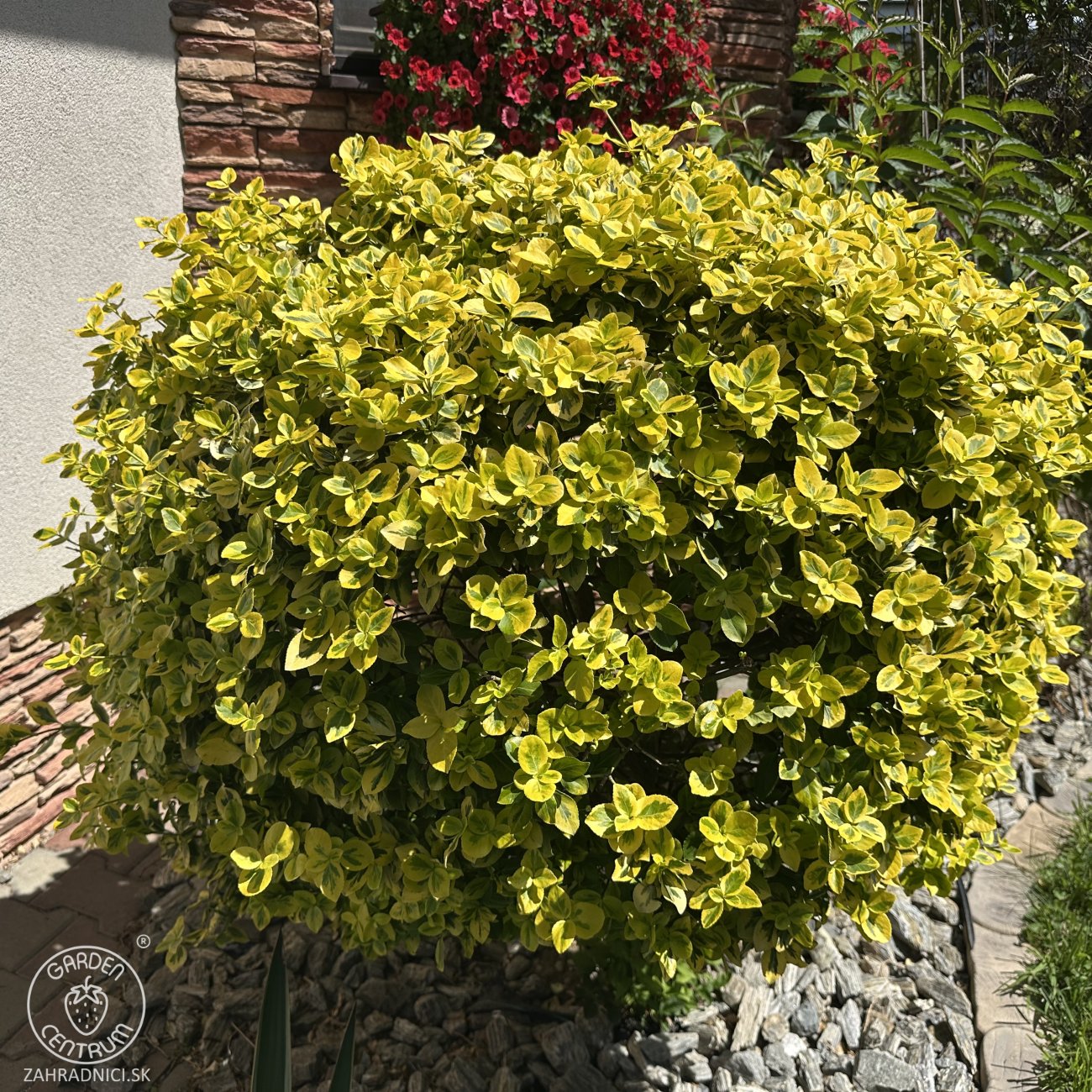 Obrázok Bršlen Fortuneov (Euonymus Fortunei) ´EMERALD´N GOLD´ - výška 10-15 cm, kont. C2L