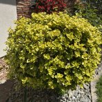 Bršlen Fortuneov (Euonymus Fortunei) ´EMERALD´N GOLD´ - výška 10-15 cm, kont. C2L