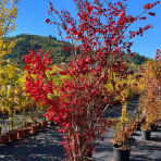 Bršlen krídlatý (Euonymus Alatus) - výška 230-250 cm, kont. C70L - VIACKMENNÝ