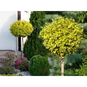 Bršlen Fortuneov (Euonymus Fortunei) ´EMERALD'N GOLD´ - výška 100-130 cm, kont. C3L - NA KMIENKU