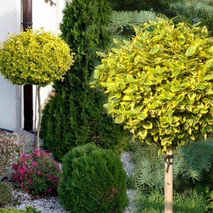 Bršlen Fortuneov (Euonymus Fortunei) ´'EMERALD'N GOLD´ - výška 100-130 cm, kont. C3L - NA KMIENKU