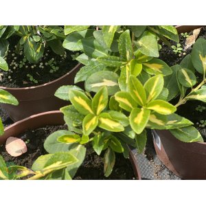 Bršlen Fortuneov (Euonymus Fortunei) ´SUNSPOT´ - výška 10-15 cm , Ø 20-30 cm, kont. C5L
