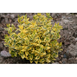 Bršlen Fortuneov (Euonymus Fortunei) ´EMERALD´N GOLD´ - Ø 15-25 cm, kont. C2L