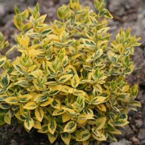 Bršlen Fortuneov (Euonymus Fortunei) ´EMERALD ´N GOLD´ - priemer: 15-20 cm, kont. C2L