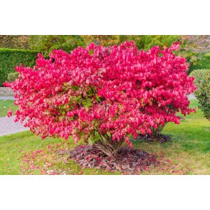 Bršlen krídlatý (Euonymus Alatus) - výška 30-50 cm, kont. C3L 